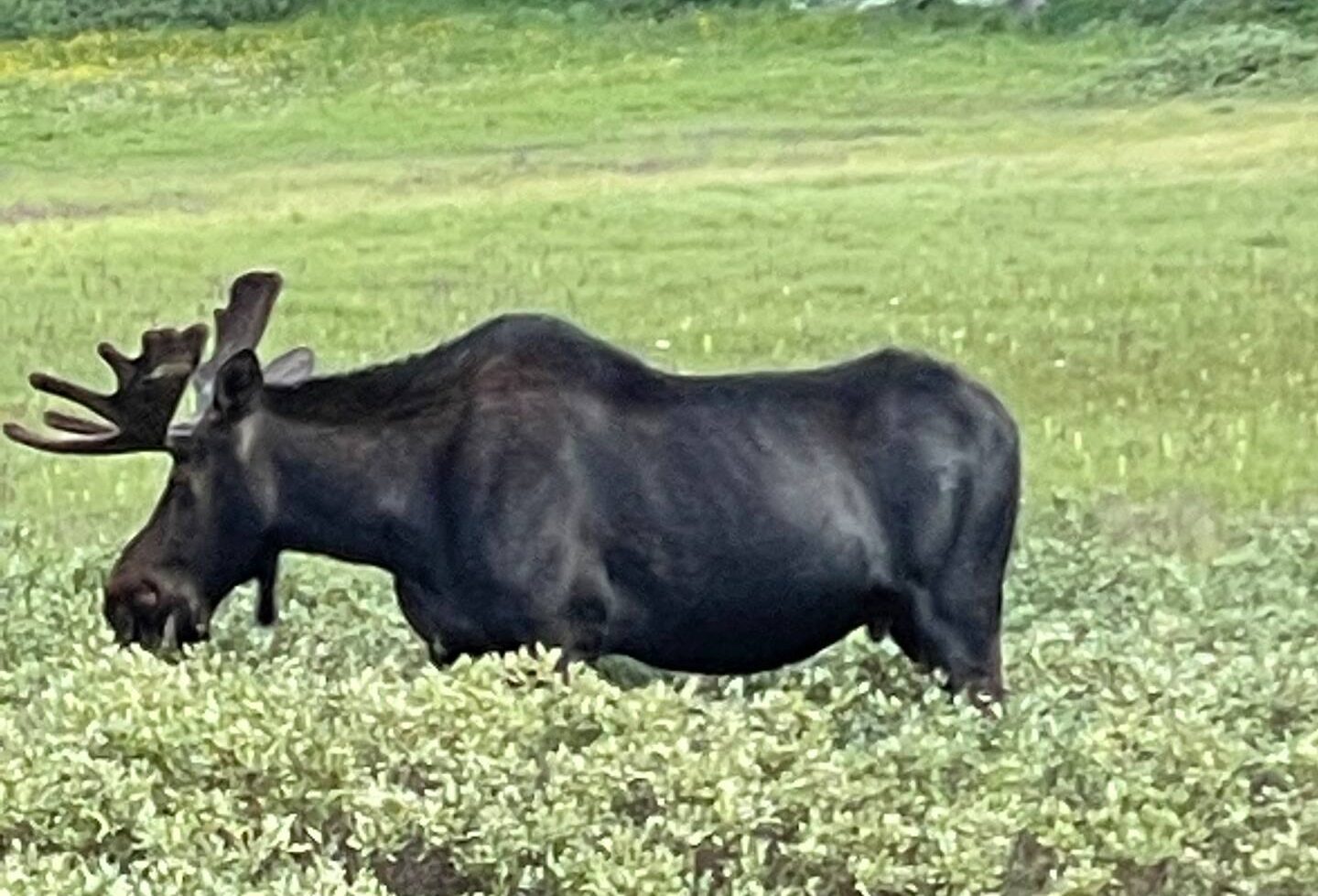Wildlife nearby
